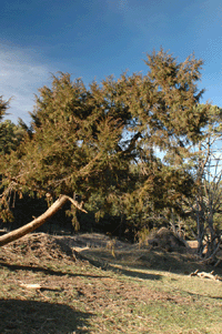 Juniperus blancoi