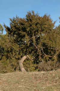 Juniperus blancoi