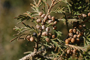 Juniperus blancoi