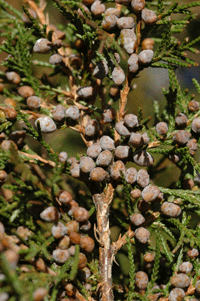 Juniperus blancoi