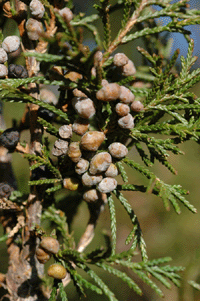 Juniperus blancoi