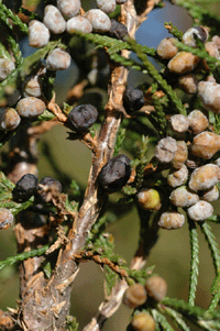 Juniperus blancoi