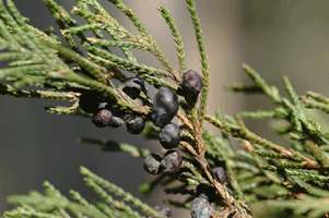 Juniperus blancoi