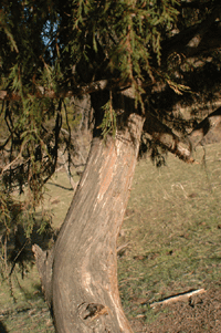 Juniperus blancoi