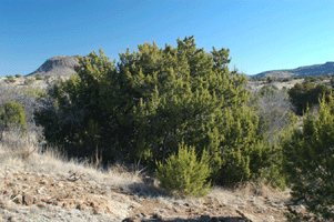 Juniperus coahuilensis