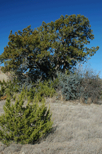 Juniperus coahuilensis