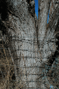 Juniperus coahuilensis