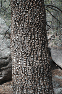 Juniperus deppeana pachyphlaea