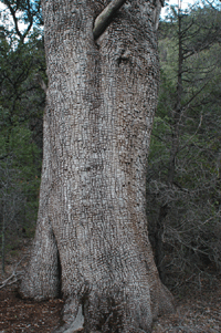 Juniperus deppeana pachyphlaea