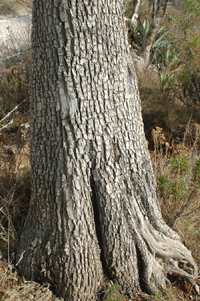 Juniperus deppeana deppeana