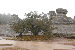 Juniperus durangensis