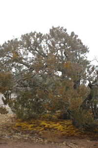 Juniperus durangensis