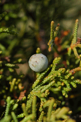 Juniperus durangensis