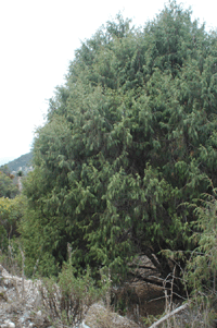Juniperus flaccida