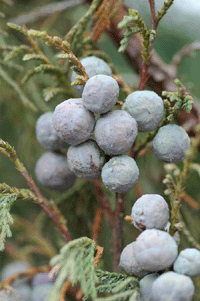 Juniperus flaccida