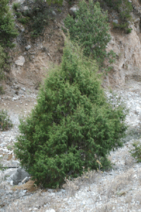 Juniperus flaccida