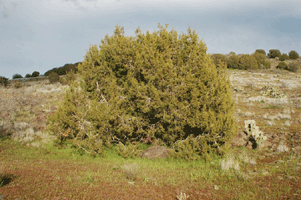 Juniperus monosperma
