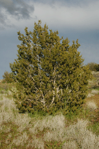 Juniperus monosperma
