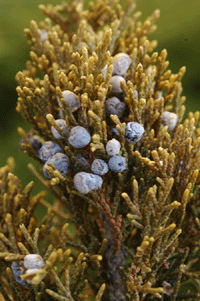 Juniperus monosperma