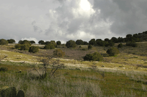 Juniperus monosperma