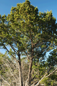 Juniperus pinchotii