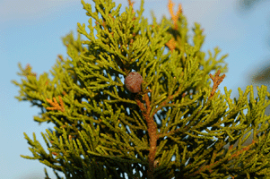 Juniperus pinchotii