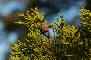 Juniperus pinchotii