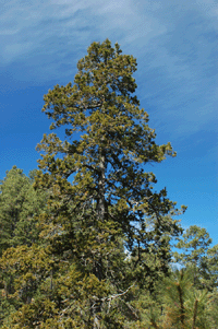 Juniperus deppeana robusta