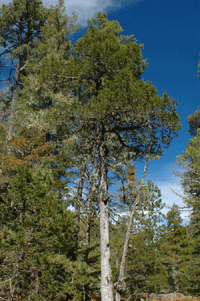 Juniperus deppeana robusta