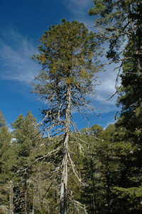 Juniperus deppeana robusta