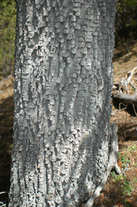 Juniperus deppeana robusta