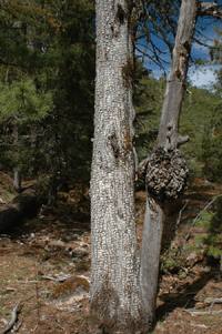 Juniperus deppeana robusta
