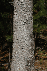 Juniperus deppeana robusta