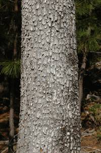 Juniperus deppeana robusta