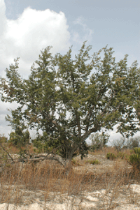 Juniperus saltillensis