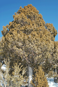 Juniperus scopulorum