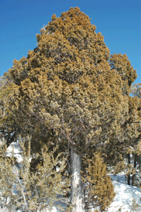 Juniperus scopulorum