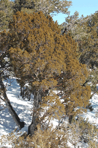 Juniperus scopulorum