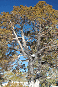 Juniperus scopulorum