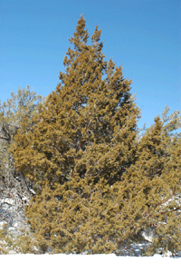 Juniperus scopulorum