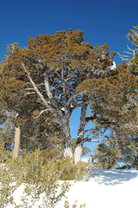 Juniperus scopulorum