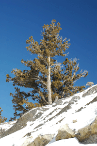 Juniperus scopulorum