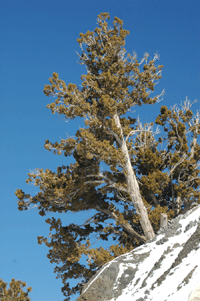 Juniperus scopulorum