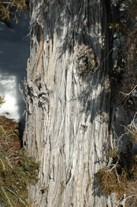 Juniperus scopulorum