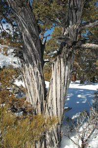 Juniperus scopulorum