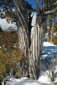 Juniperus scopulorum