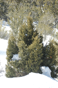 Juniperus scopulorum