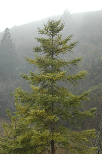 Abies coahuilensis