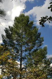 Abies coahuilensis