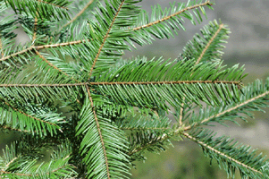 Abies coahuilensis